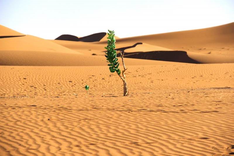 Soul of the Desert